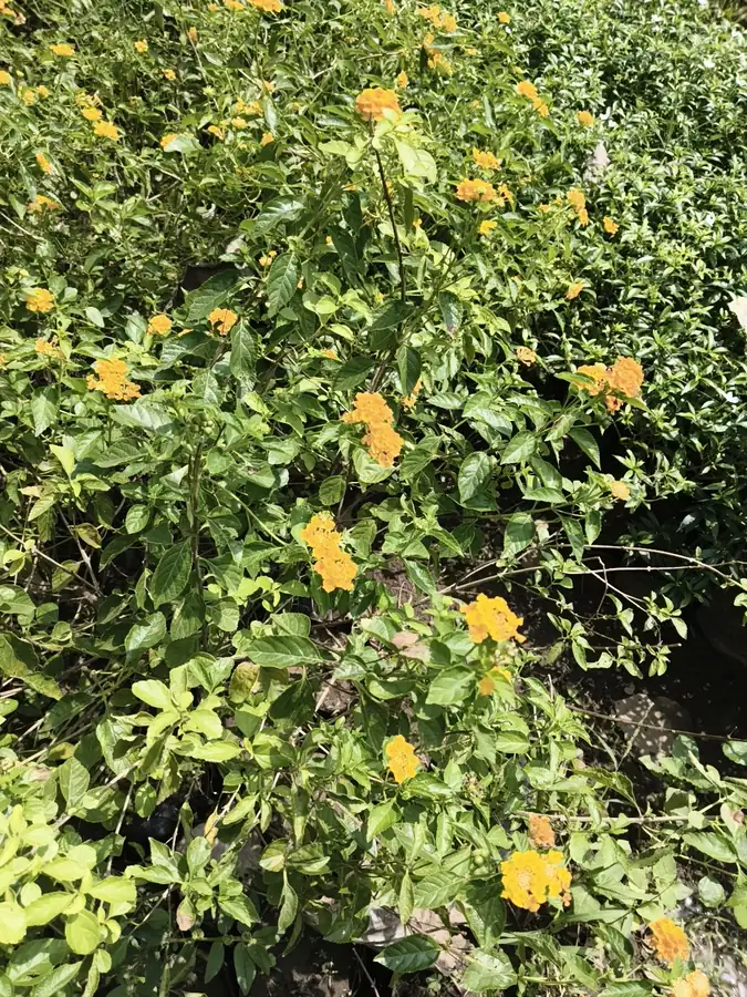 Yellow flowering shrubs at the nursery