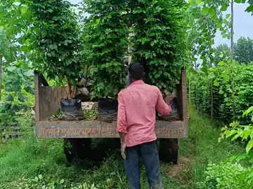 Plants loaded for dispatch from the nursery