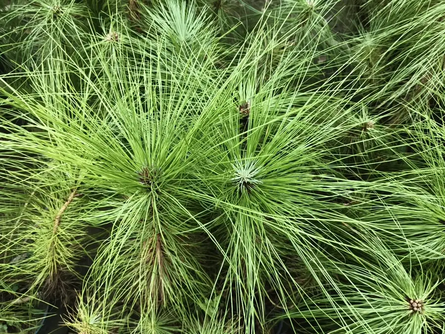 Needle-leaf tree seedlings at LEAFFLIX Nursery