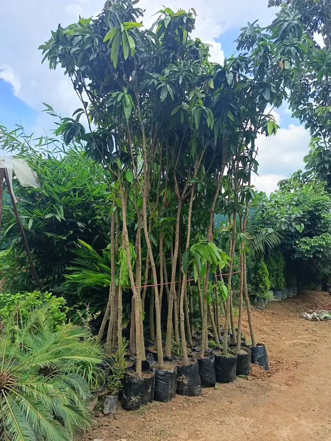 Tall tree plants in black nursery bags
