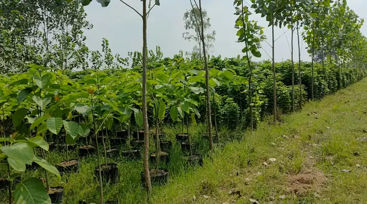Rows of young tree saplings in nursery bags at LEAFFLIX Nursery