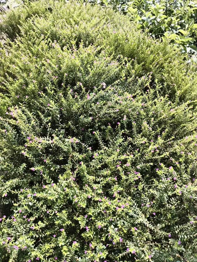 Small-leaved shrub with purple flowers