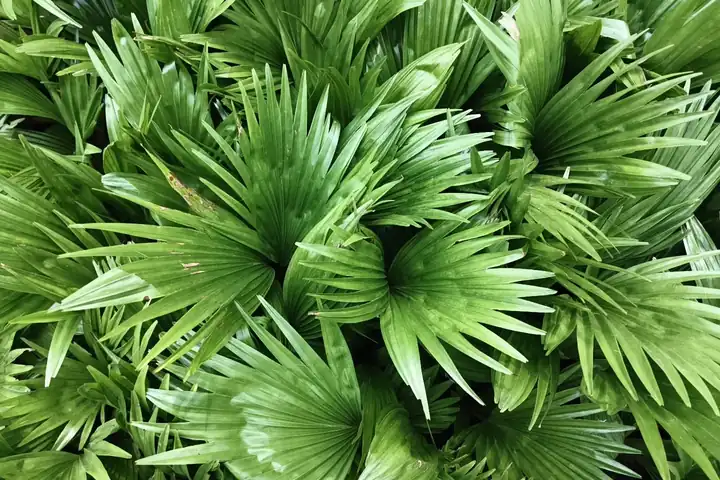 Green fan palm plants growing at LEAFFLIX Nursery