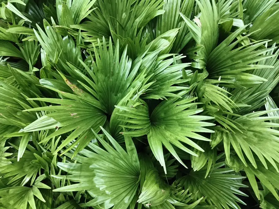 Fan palm plants growing at LEAFFLIX Nursery