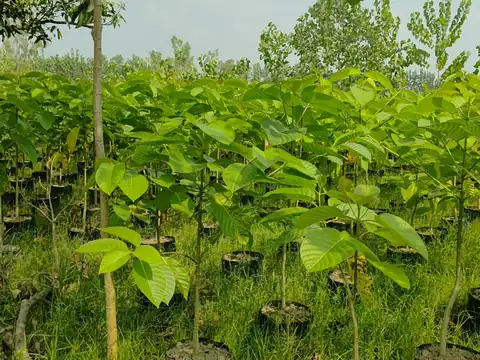 Tree saplings growing in rows at LEAFFLIX Nursery