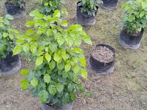 Young plants in nursery bags at LEAFFLIX Nursery