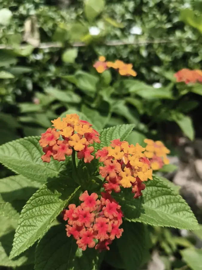 Orange and red flowering shrub in bloom