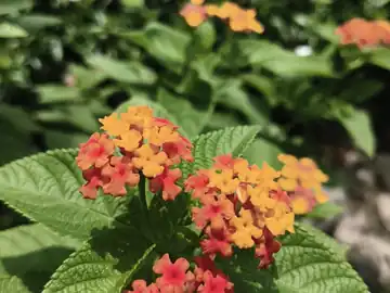 Orange and red flowers at the nursery