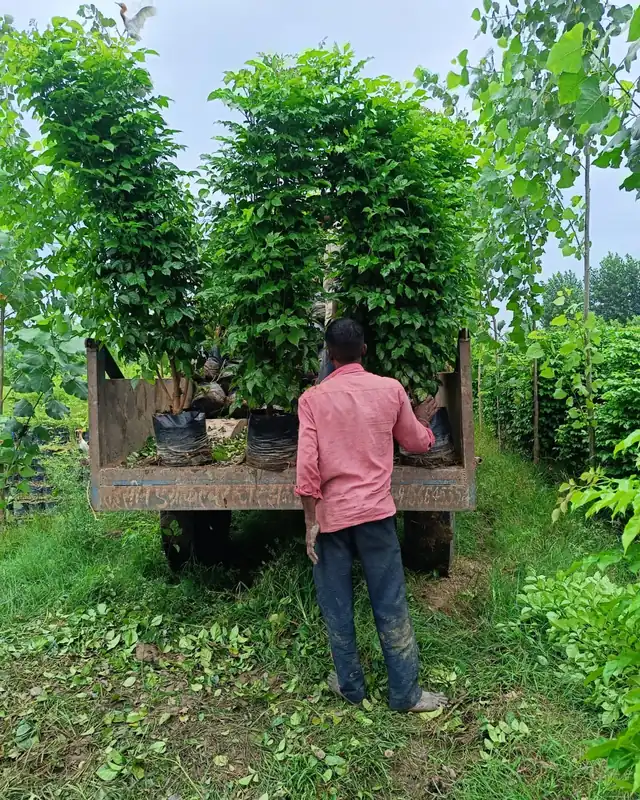 Plants loaded on a truck for dispatch from LEAFFLIX Nursery