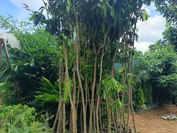 Tall tree plants in nursery bags