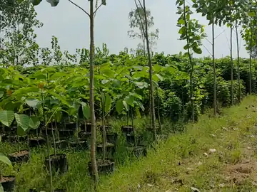 Rows of young tree saplings at LEAFFLIX Nursery