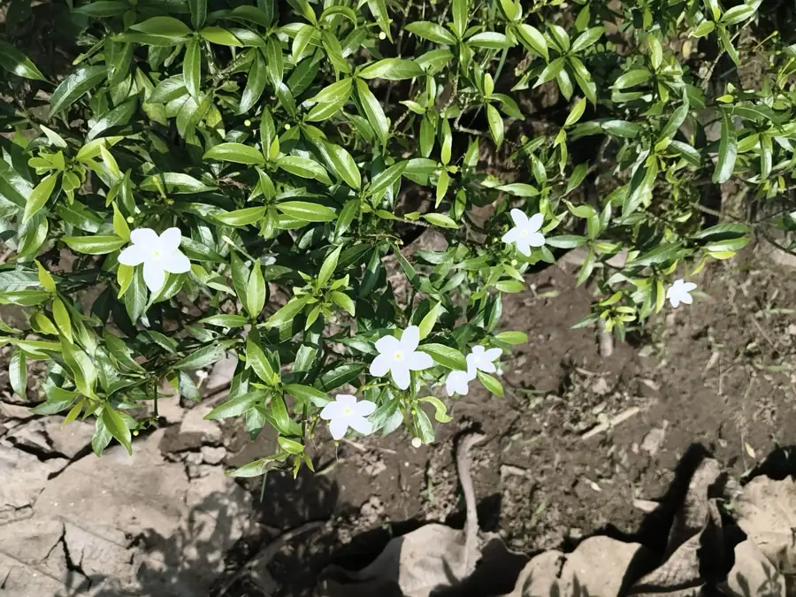 White flowering shrub at LEAFFLIX Nursery