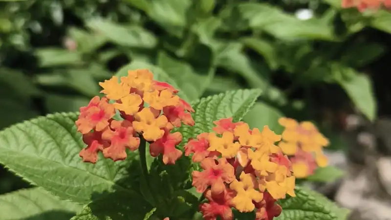 Orange and red flowers in bloom at LEAFFLIX Nursery