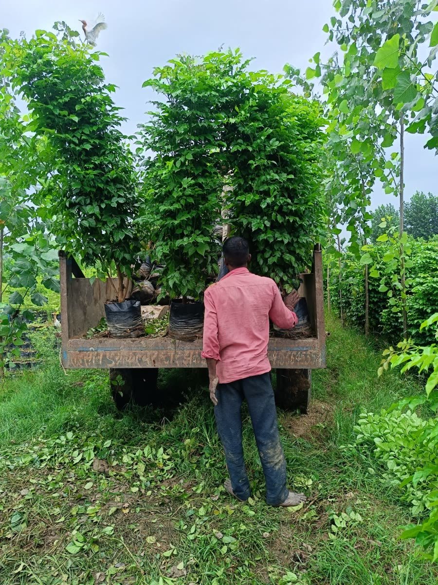 Red Machera plants nursery se load hote hue