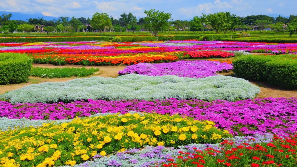 Low Maintenance Flowering Plants for Pots India