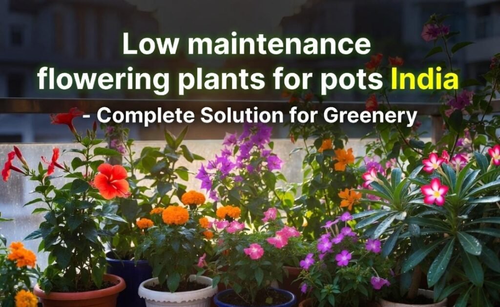 Low maintenance flowering plants for pots india